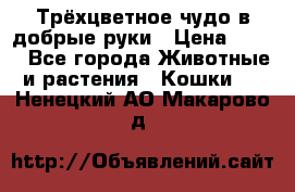 Трёхцветное чудо в добрые руки › Цена ­ 100 - Все города Животные и растения » Кошки   . Ненецкий АО,Макарово д.